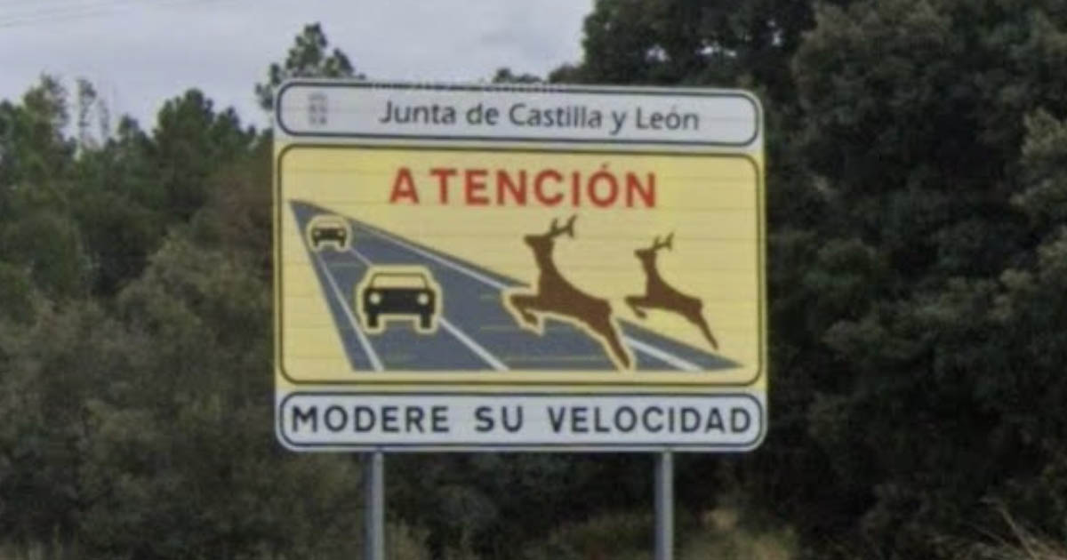 Soria ¡YA! reclama medidas concretas para frenar los accidentes por fauna silvestre en la CL-116